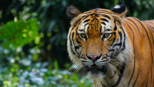 Una tigre in natura