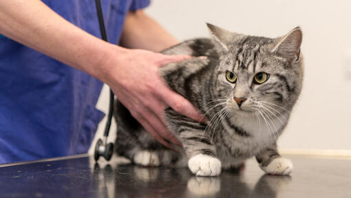 Gatto che è tenuto da un veterinario