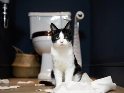 Gatto in bagno