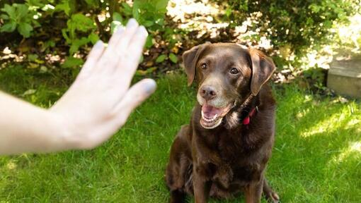 gesticolando con la mano davanti al labrador più anziano