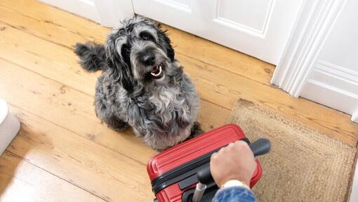 Cane grigio seduto accanto a una valigia rossa