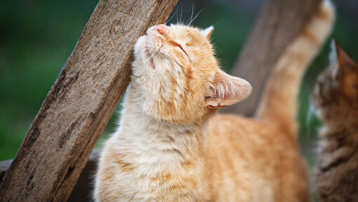 gatto rosso che sfrega contro un pezzo di legno