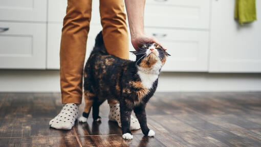 gatto accarezzato tra le gambe del proprietario