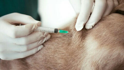 Vaccinazione del cane