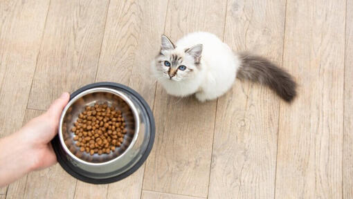 Gatto bianco che aspetta il suo cibo