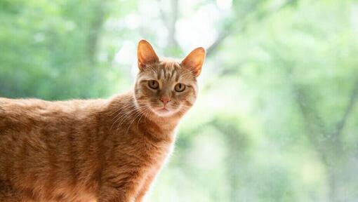 Ginger Cat guardando la telecamera