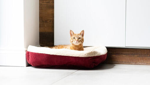 Gatto dello zenzero che si siede nel letto rosso del gatto