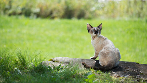 Gatto di Peterbald seduto sul registro.