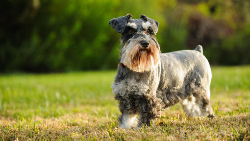 Scottish Terrier in esecuzione sull'erba.