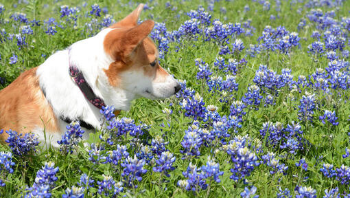 dog in a field of blue flowers