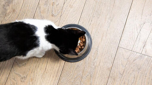 Gatto che mangia da una ciotola