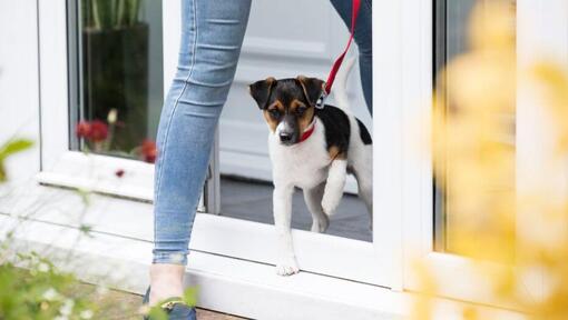 Cucciolo che lascia i veterinari su un vantaggio