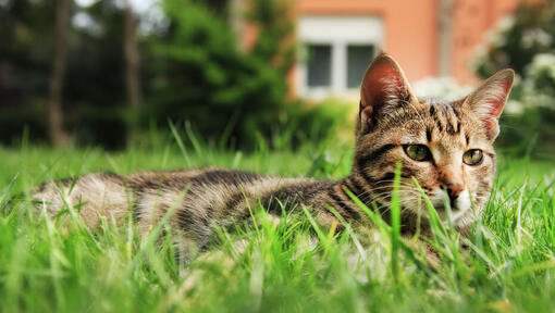 Gatto che si trova nell'erba