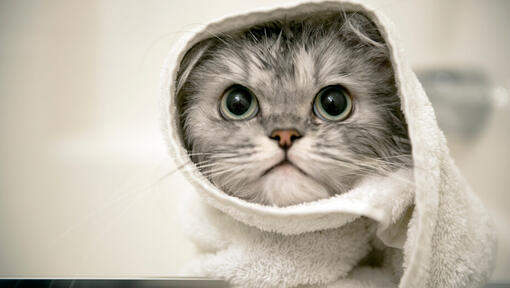 Gattino grigio con un asciugamano intorno alla testa
