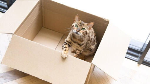 Gatto del Bengala che si siede in una scatola di cartone.