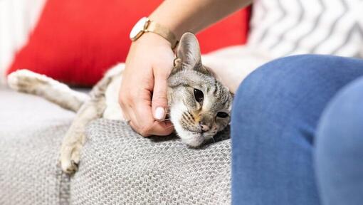 Gatto della donna che accarezza sul divano