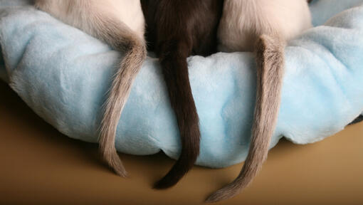 Tre code di gatto su un letto di gatto blu chiaro.