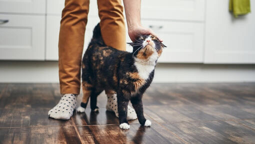 Gatto che cammina tra le gambe del proprietario mentre è accarezzato.