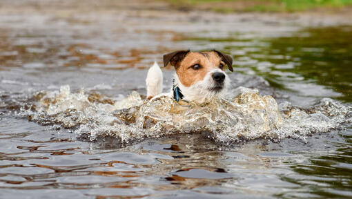 Jack Russell che nuota in uno stagno