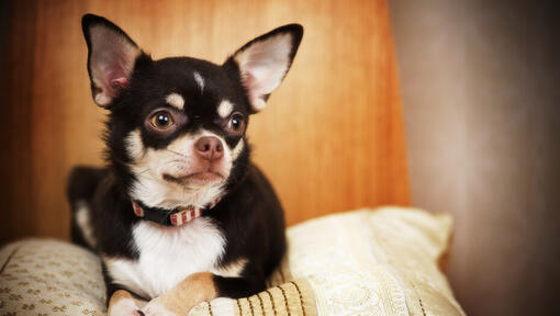 Chihuahua seduto su un cuscino