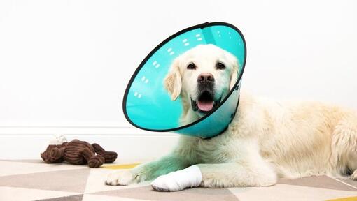 dog wearing a blue cone and a bandage on her leg