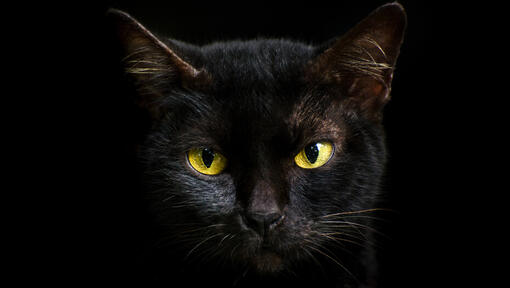 Chiuda in su del gatto nero alla notte