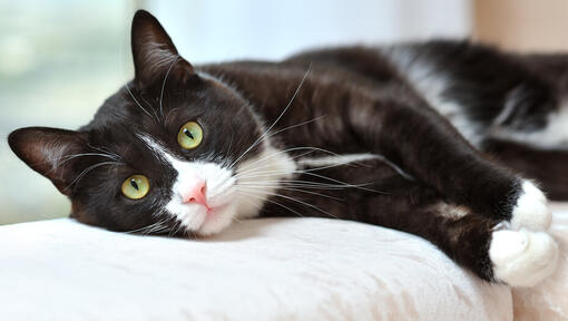 Gatto in bianco e nero con gli occhi verdi fissando