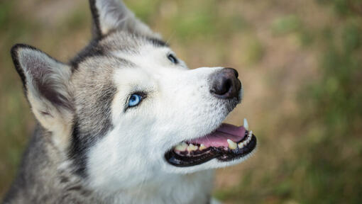 Husky guardando in alto con la bocca aperta