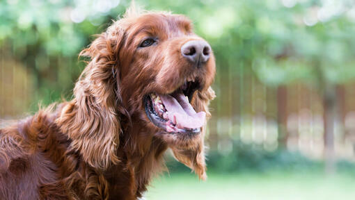 cane fuori con la bocca aperta