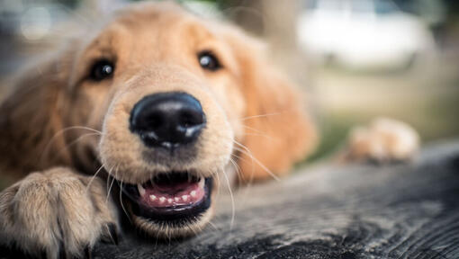 Chiuda in su del naso e dei baffi di un cane