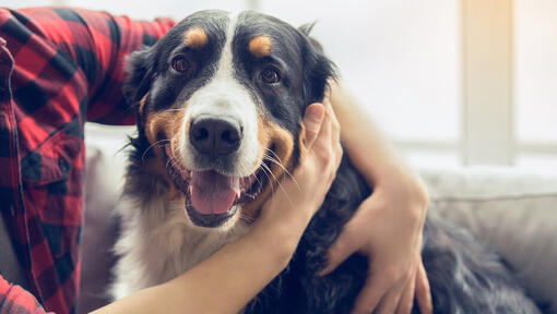 cane che è tenuto dal suo proprietario