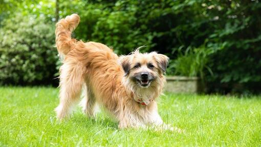 cane accovacciato con la coda nell'aria