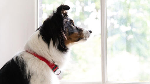 Cane guardando fuori dalla finestra