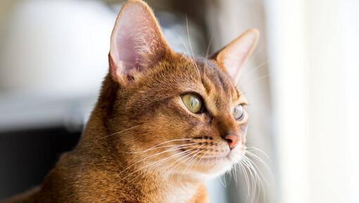 Abyssinian sta guardando alla finestra