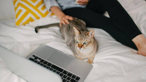 La donna sta guardando il film sul suo laptop con il suo animale domestico - gatto asiatico