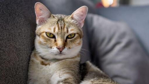 Il gatto asiatico si sta preparando a dormire sul divano