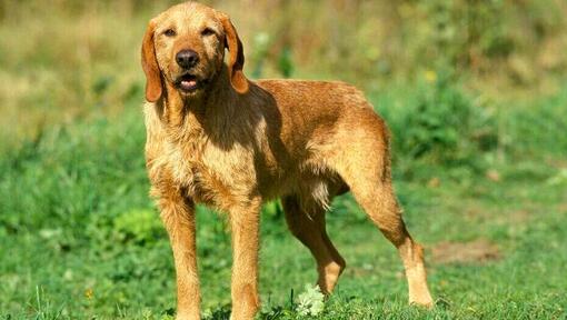 Basset Fauve De Bretagne