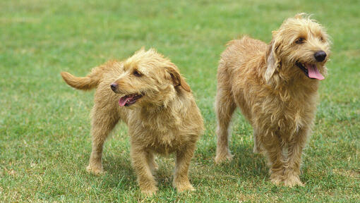 Basset Fauve De Bretagne 