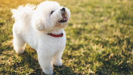 Bichon Frise looking up