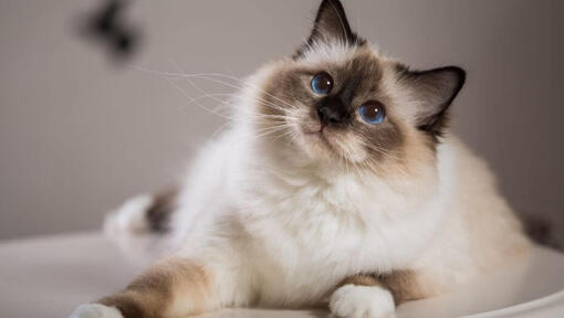 Birman Cat è sdraiato sul divano