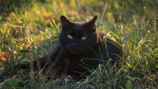 Bombay Cat è sdraiato sul campo dei fiori