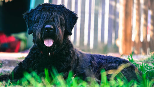 Bouvier des Flandres sdraiato a terra