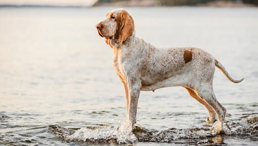 Bracco Italiano in piedi vicino all'acqua