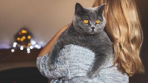 La donna sta tenendo il suo animale domestico - gatto britannico shorthair