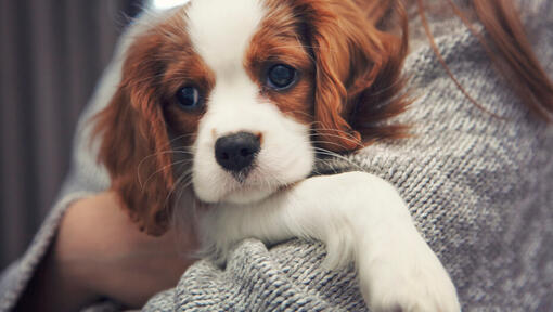 Cavalier King Charles Spaniel nelle mani del proprietario