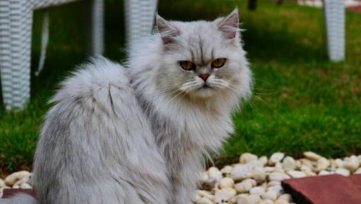 Il gatto del cincillà con la pelliccia grigia sta guardando qualcuno