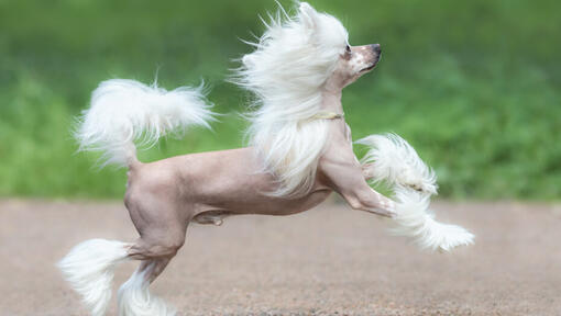 Cane crestato cinese che corre all'aperto