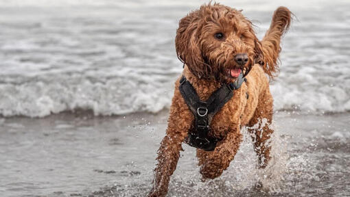 Cockapoo dog running near the sea