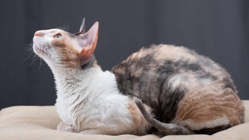 Il gatto del cornish rex è sdraiato sul divano