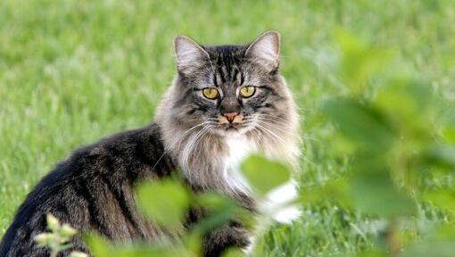 I cymrics Cat è in piedi in giardino
